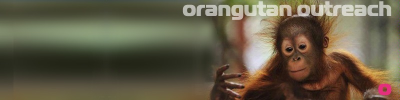 Orangutan Outreach Nederland Orangutan Outreach Nederland